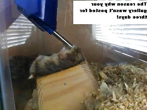 25P The Secret Lives of Little Hamsters!