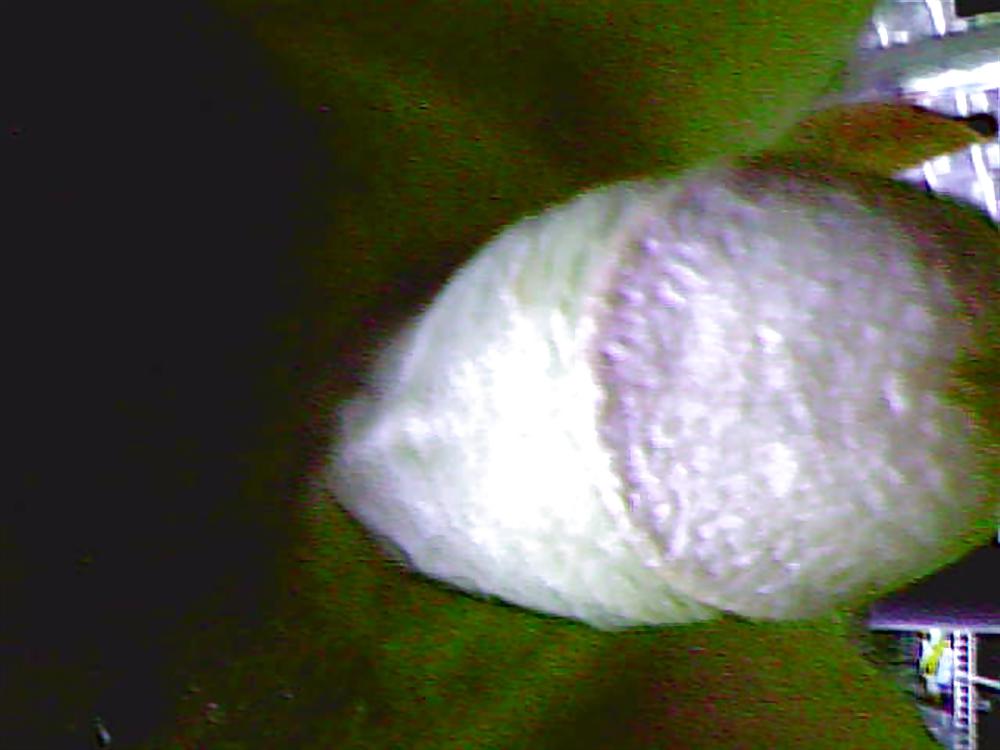 25P COCK DICK JERKING JACKING OFF GAY BI SEX