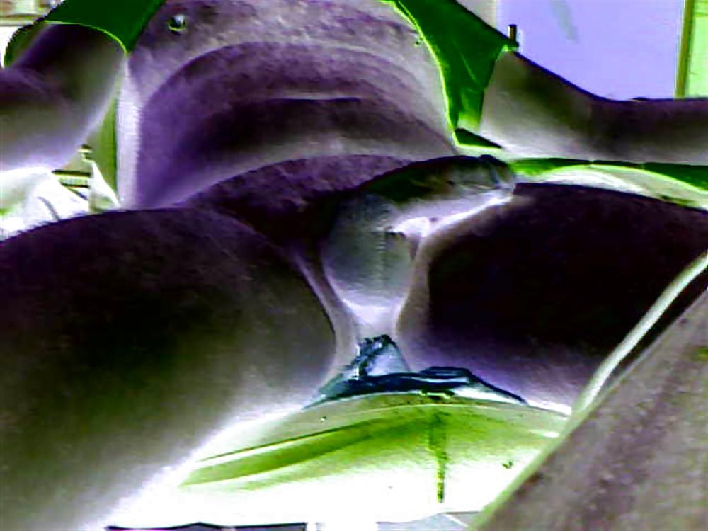25P COCK DICK JERKING JACKING OFF GAY BI SEX