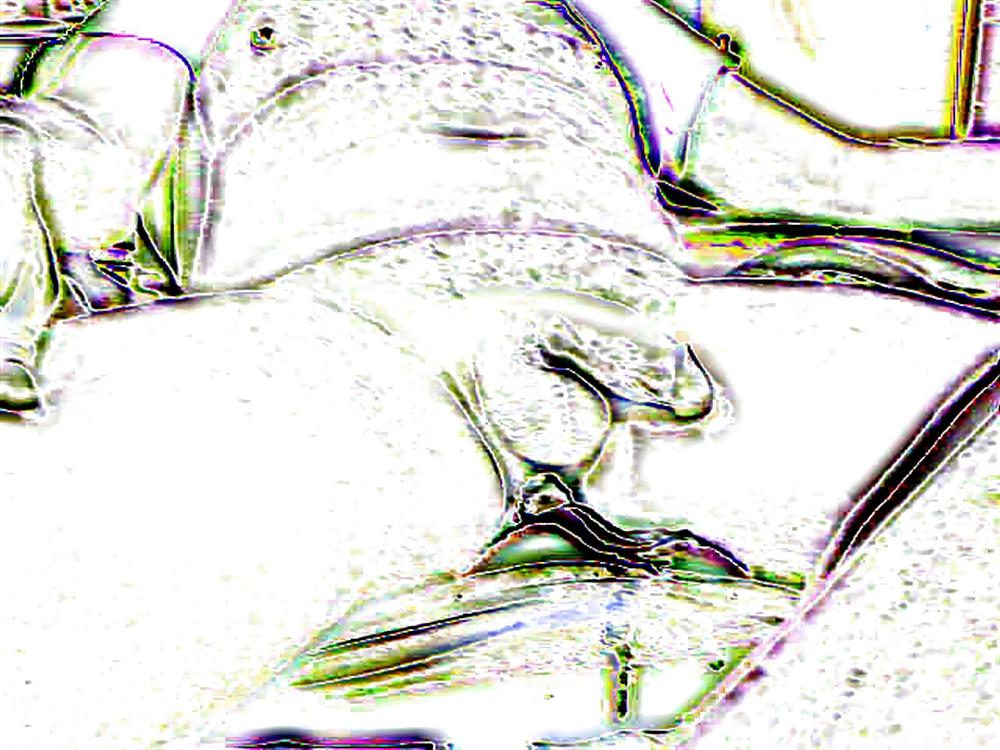 25P COCK DICK JERKING JACKING OFF GAY BI SEX