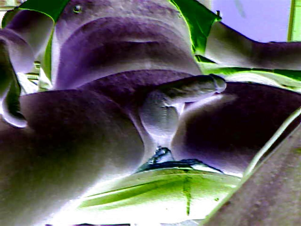 25P COCK DICK JERKING JACKING OFF GAY BI SEX