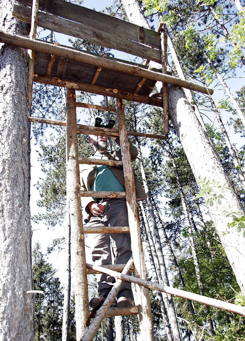 12P Forest sex with old and young