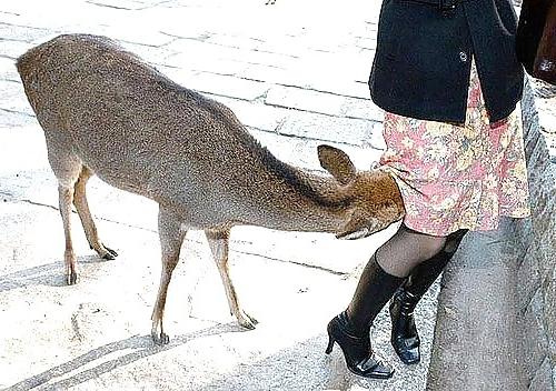 25P Funny Pics By TROC