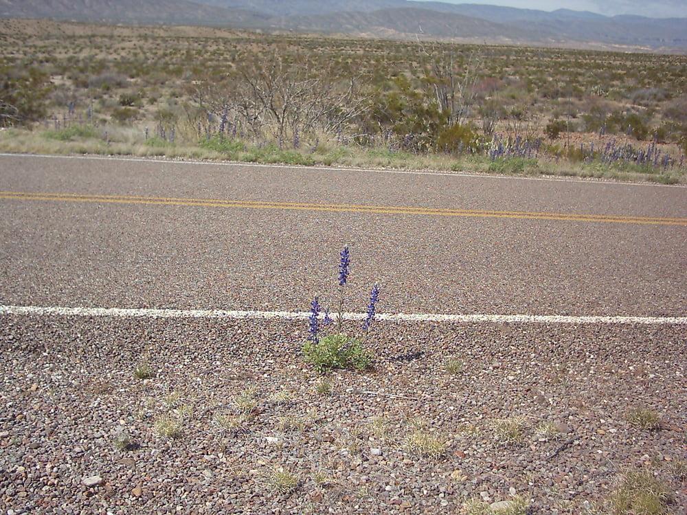 25P Bluebonnets in bloom, Big Bend Nat'l Park, TX, Spring 2007