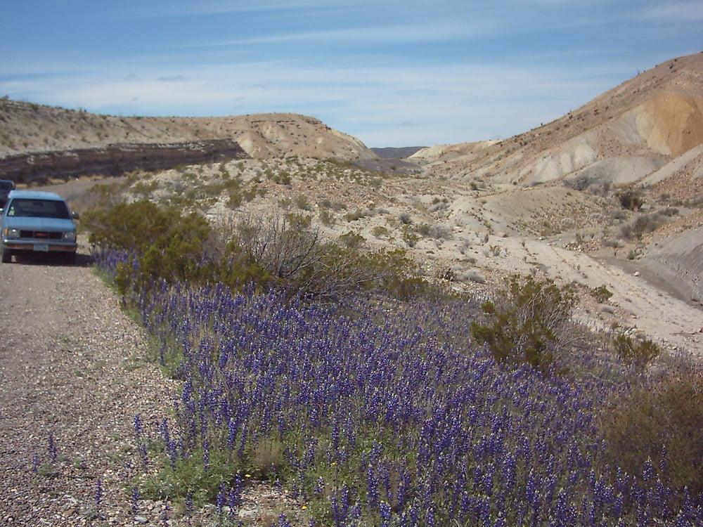 25P Bluebonnets in bloom, Big Bend Nat'l Park, TX, Spring 2007