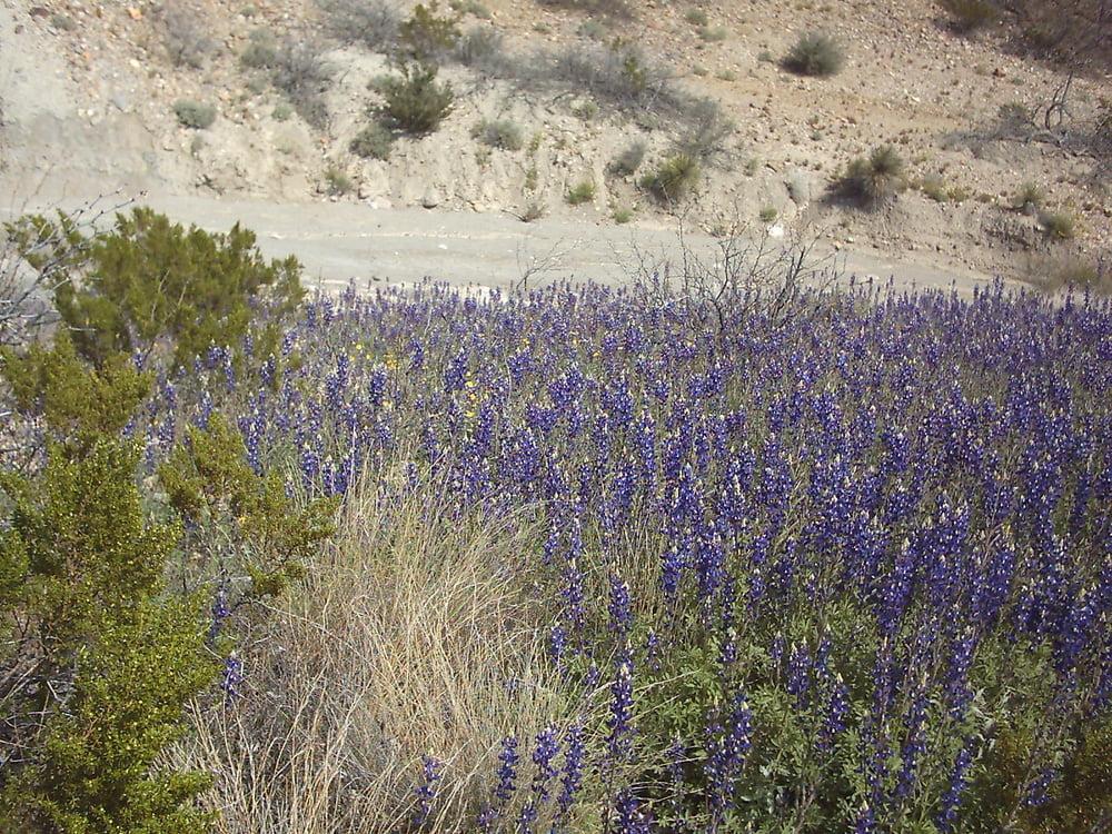 25P Bluebonnets in bloom, Big Bend Nat'l Park, TX, Spring 2007