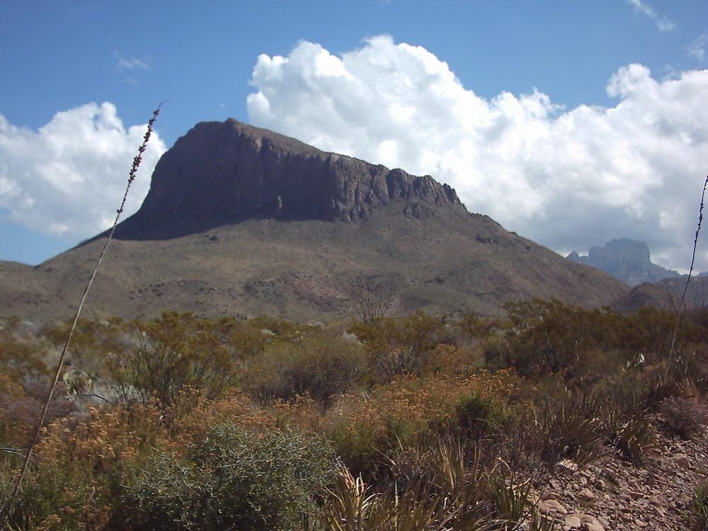 25P Bluebonnets in bloom, Big Bend Nat'l Park, TX, Spring 2007