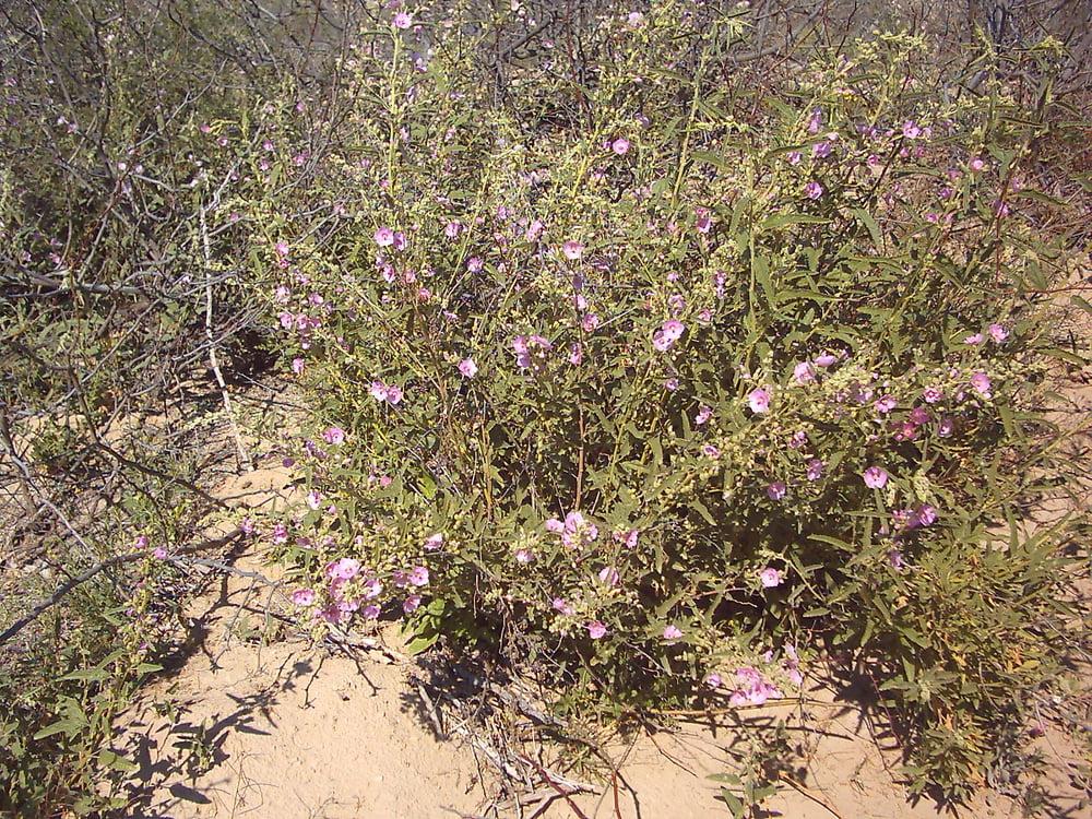 25P Bluebonnets in bloom, Big Bend Nat'l Park, TX, Spring 2007