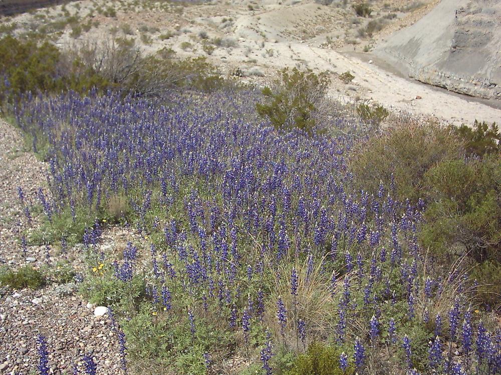 25P Bluebonnets in bloom, Big Bend Nat'l Park, TX, Spring 2007