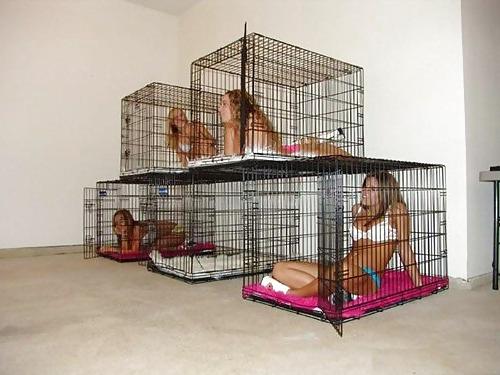 14P Caged pets