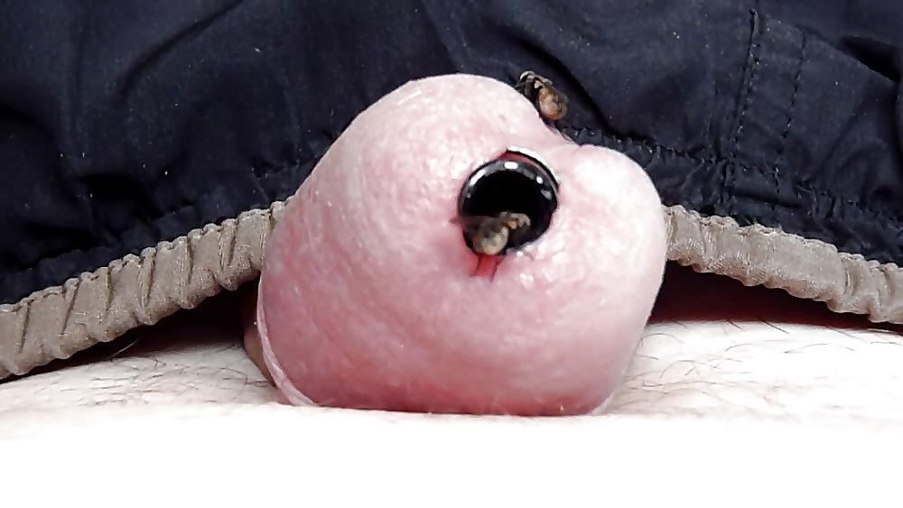 4P FLIEGENSAU MIT STUBENFLIEGEN AM PENIS