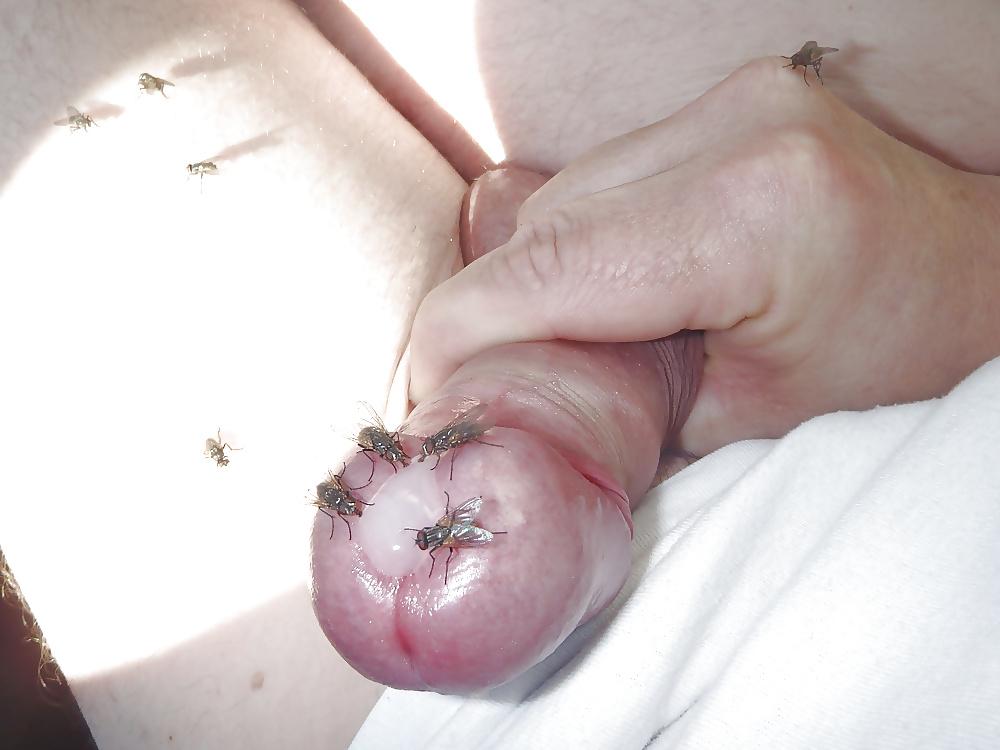 4P FLIEGENSAU MIT STUBENFLIEGEN AM PENIS
