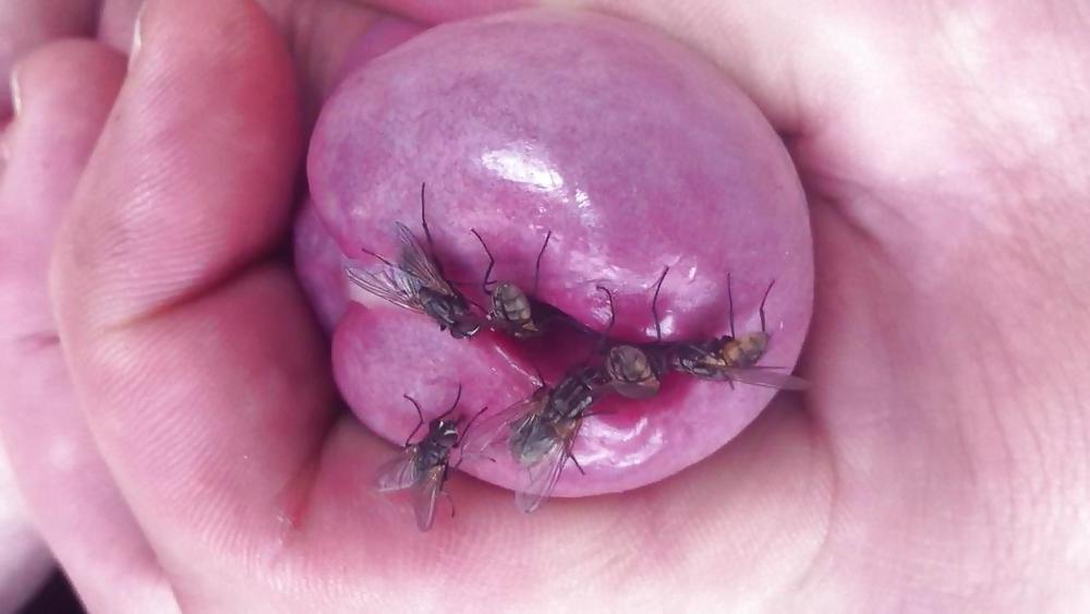 4P FLIEGENSAU MIT STUBENFLIEGEN AM PENIS