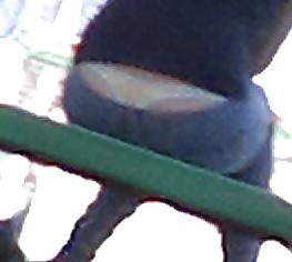 7P Voyeur, 