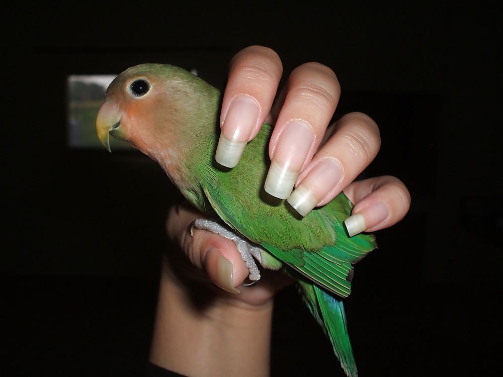 25P Zoccole con unghie lunghe. Long Nails