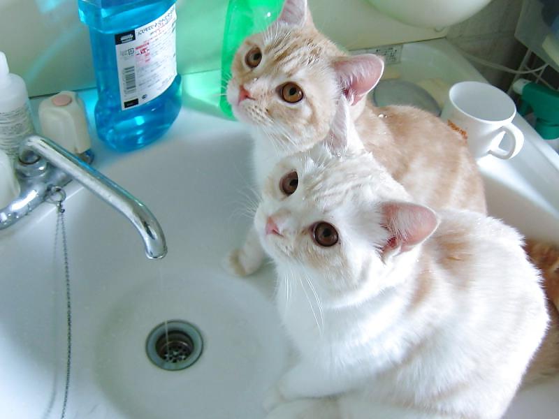 16P Funny pic vol.4