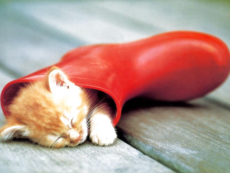 16P Funny pic vol.4
