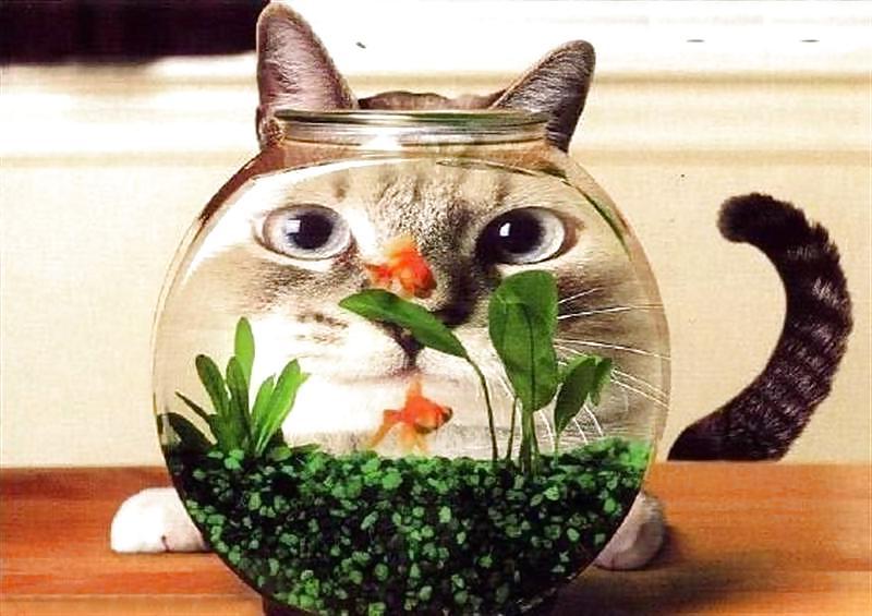 16P Funny pic vol.4