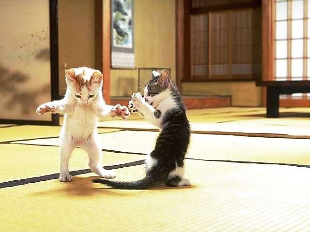 16P Funny pic vol.4