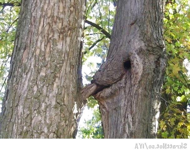 14P Funny