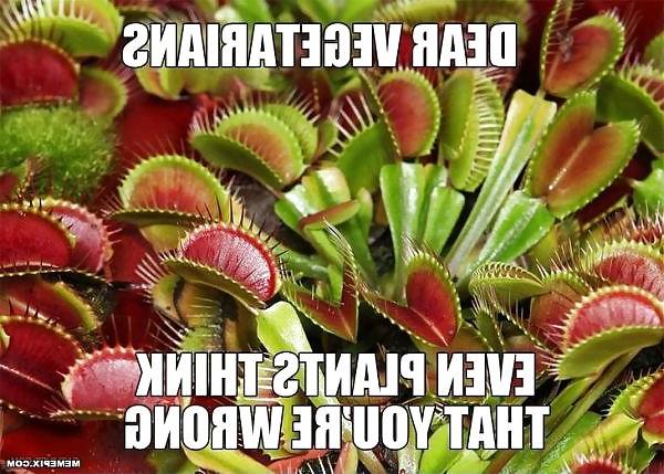 21P Funny pics 2