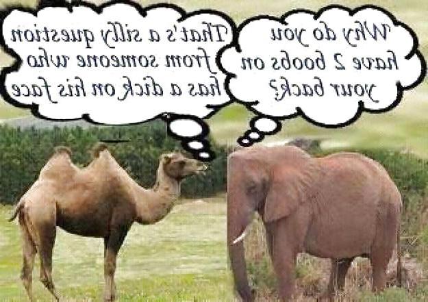 25P From The Moshe Files: Boob Humour