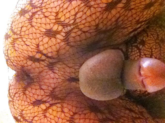 22P Body stocking fun
