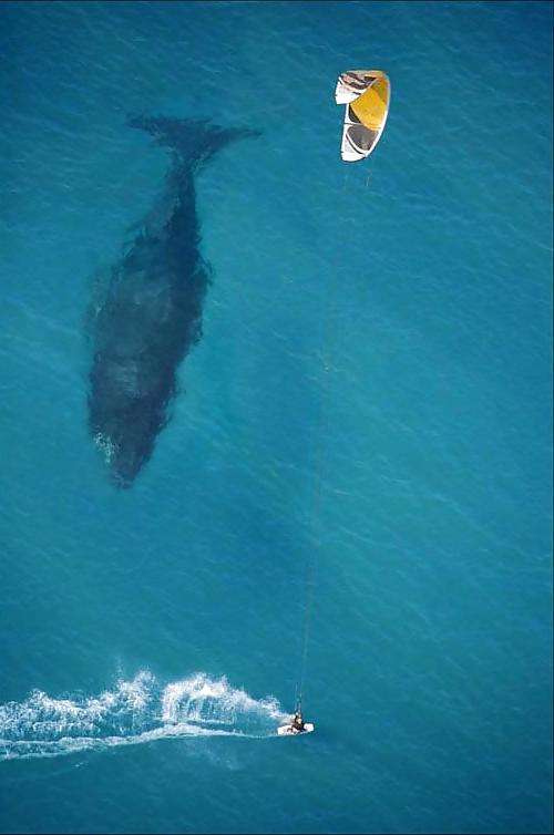 24P Funny Pictures 2