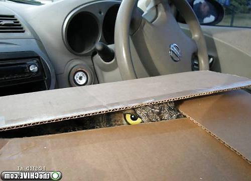 24P Funny Pictures 2