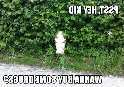 24P Funny Pictures 2