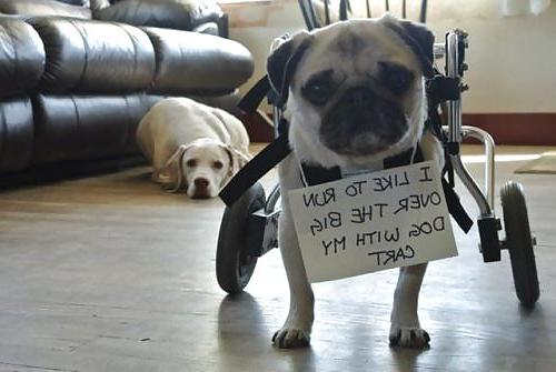 24P Funny Pictures 2