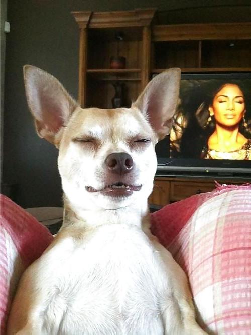 24P Funny Pictures 2