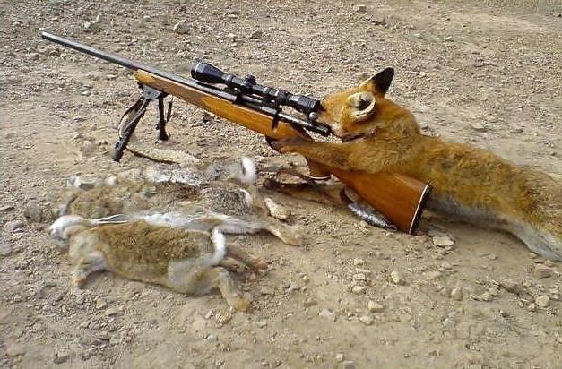 5P MY PETS
