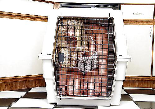 25P Caged Fans 2 by AO54