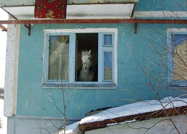 20P Funny Pics From Russia