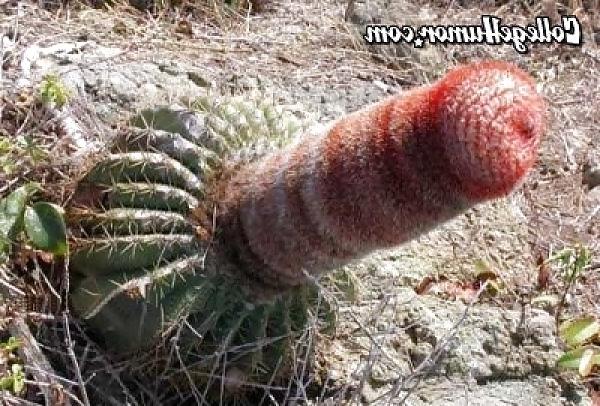 25P Funny Penis