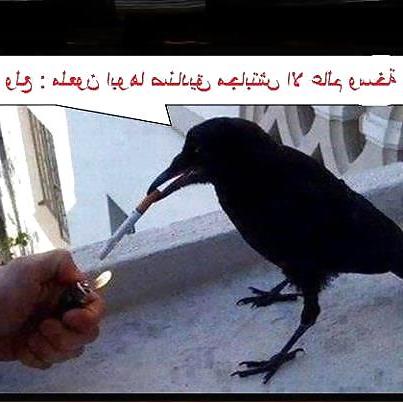 23P Fun-Funny-Smile- horney