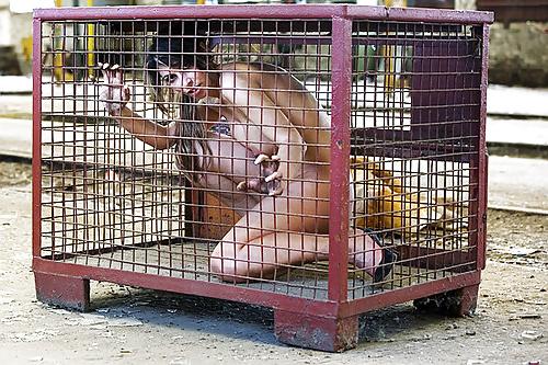 21P Caged pets