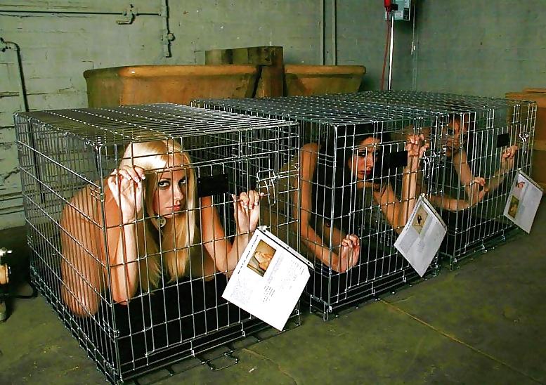 24P Caged Pets
