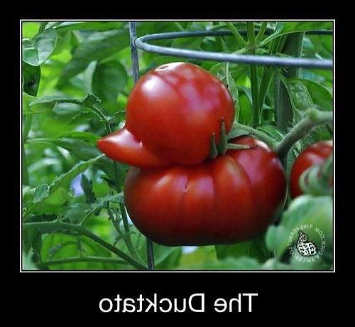 11P Funny quotes and pics 2