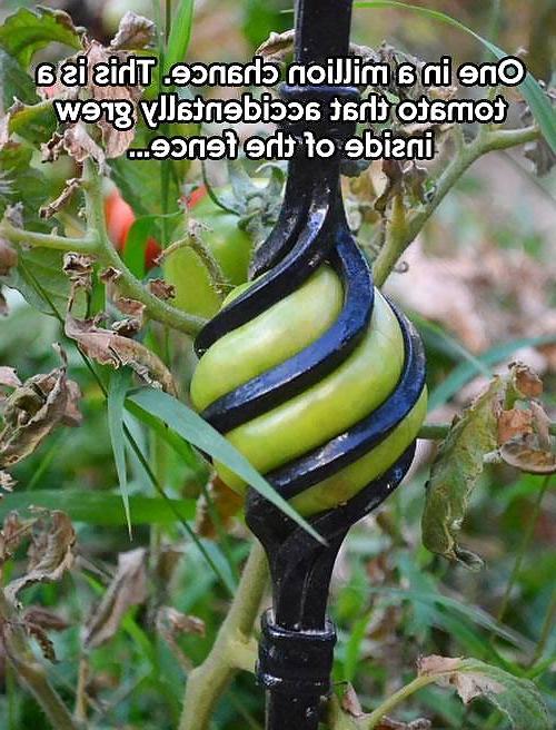 25P Funny Quotes  Mixed