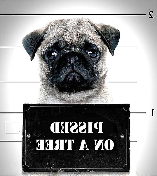 17P Funny stuff, a break from porn.
