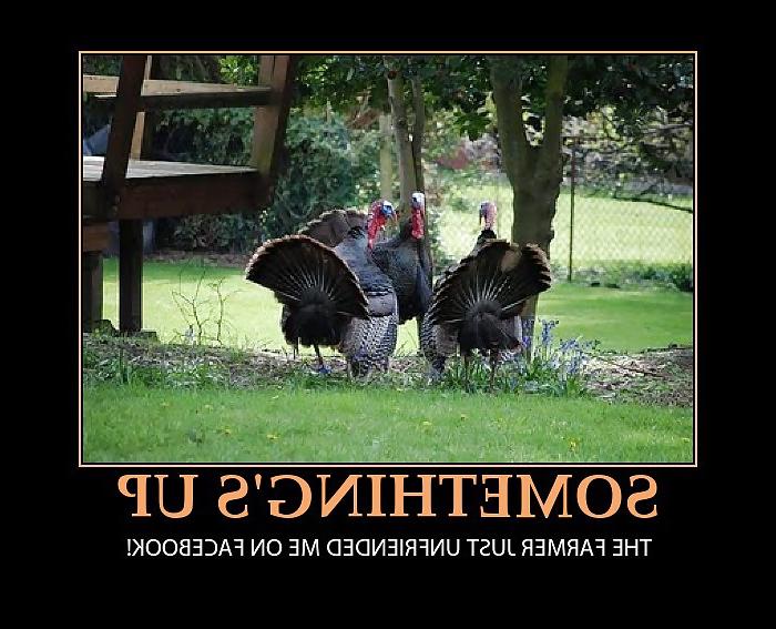 25P Funny Happy Thanksgiving by SLAVE2PUSSY
