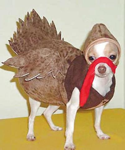 25P Funny Happy Thanksgiving by SLAVE2PUSSY