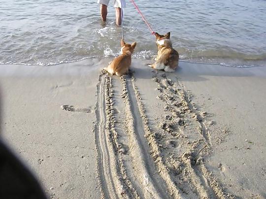 11P Funny Animals! NON-PORN! GET IT!