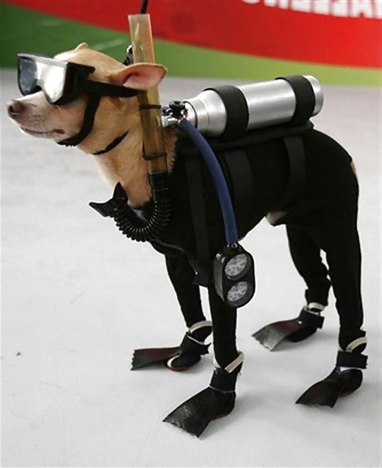 11P Funny Animals! NON-PORN! GET IT!