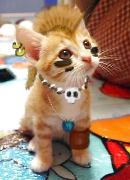 11P Funny Animals! NON-PORN! GET IT!