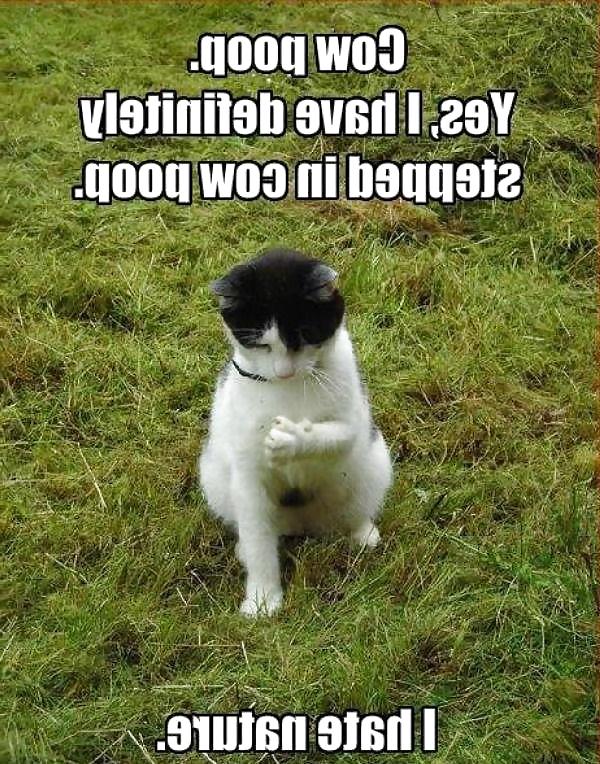 11P Funny Animals! NON-PORN! GET IT!