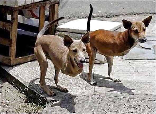 11P Funny Animals! NON-PORN! GET IT!