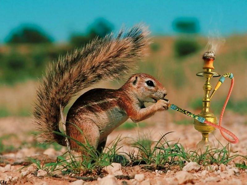 16P Funny Photos-num-001